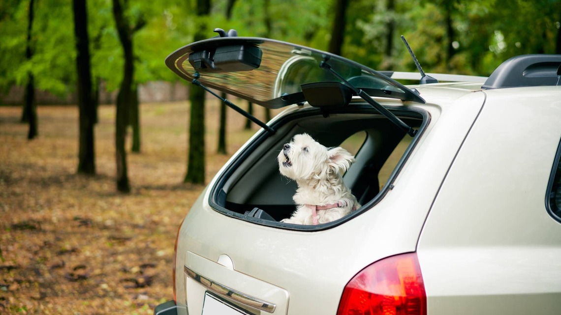 Dog Pulls Up Next to USPS Van at Stoplight and the Age-Old Rivalry Continues 