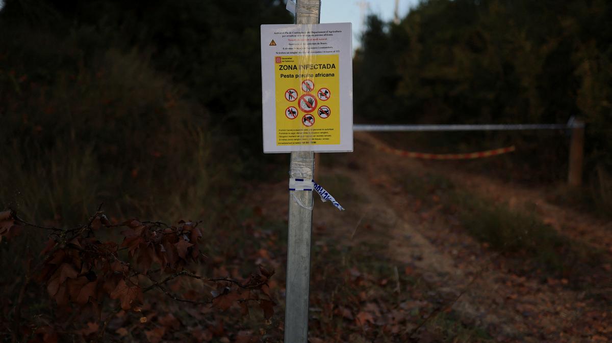 A sign shows an infected area by the African swine fever virus, which is closed-off for hiking, at Collserola Park, in Cerdanyola del Valles, on the outskirts of Barcelona, Spain, December 1, 2025. REUTERS/Nacho Doce