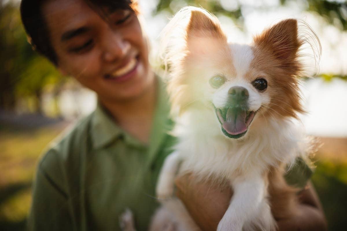  A dog in a happy mood after hearing a phrase it likes.