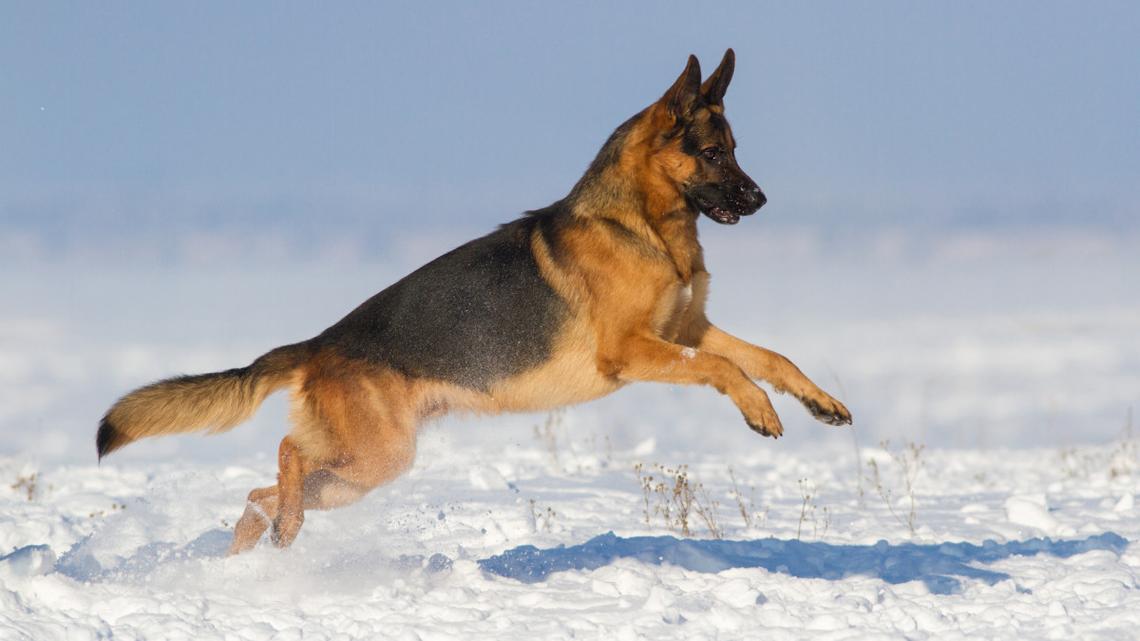 This German Shepherd's First Snow Zoomies Are Pure Winter Magic 