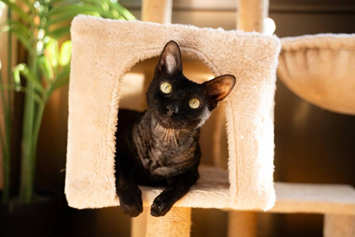  A funny Devon Rex playing in its cat tree. 