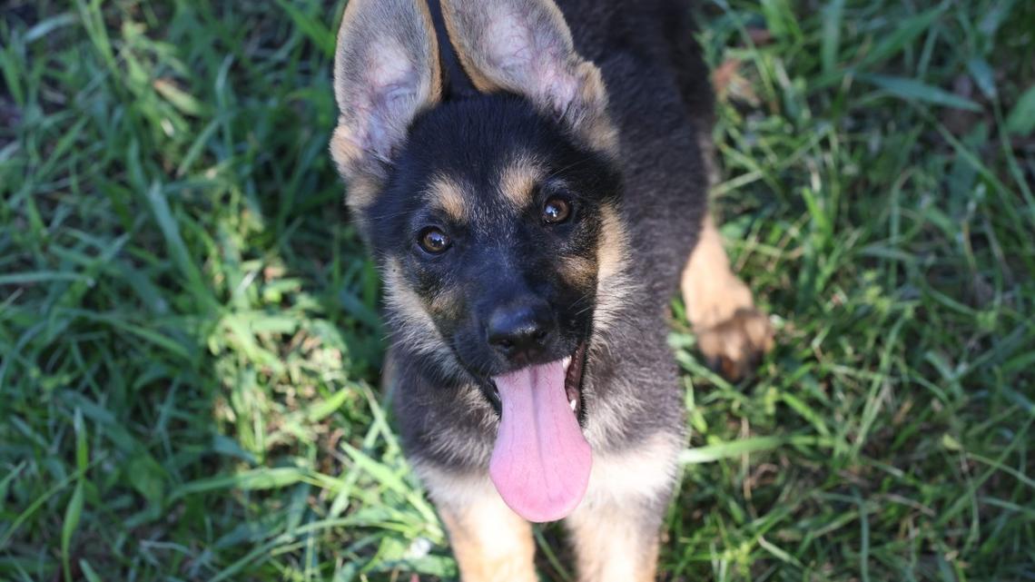Adorable German Shepherd Is the World's Best Alarm Clock 