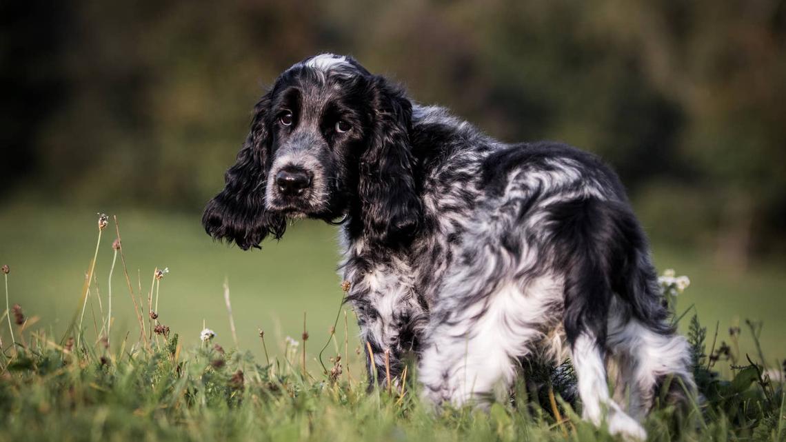 English cocker spaniel. 