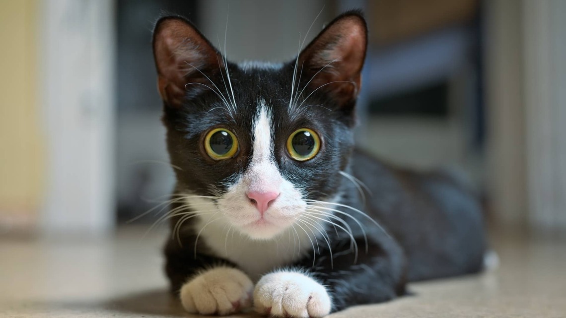 Tuxedo Cat Gets Trapped in TV Cabinet and Immediately Regrets It 