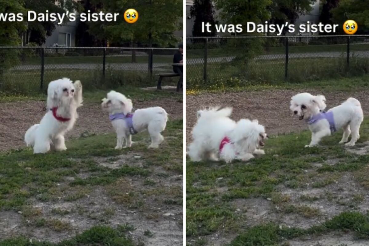  Screenshots from a May 31 Instagram video of two maltipoo dogs playing together at the park when their owners realized their connection. 