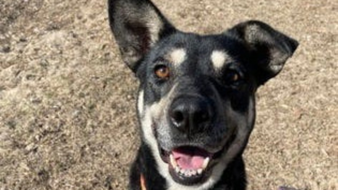 Take your pick from these dogs and cats yearning for a home 