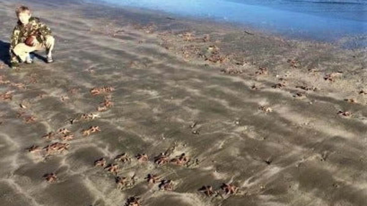 Why do starfish wash up on beaches in mass numbers? | ECOVIEWS