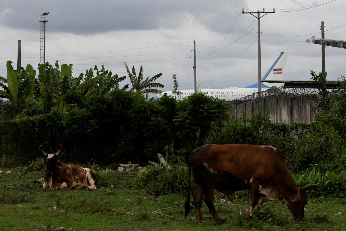 Cows graze near the airport fence as a U.S. government plane sits on the tarmac before departure at Jose Marti International Airport in Havana, Cuba, May 14, 2026. REUTERS/Norlys Perez