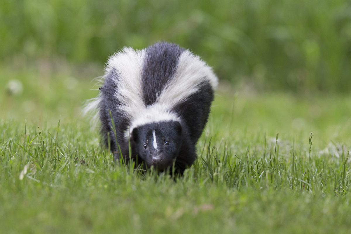 Skunk walking in grass.