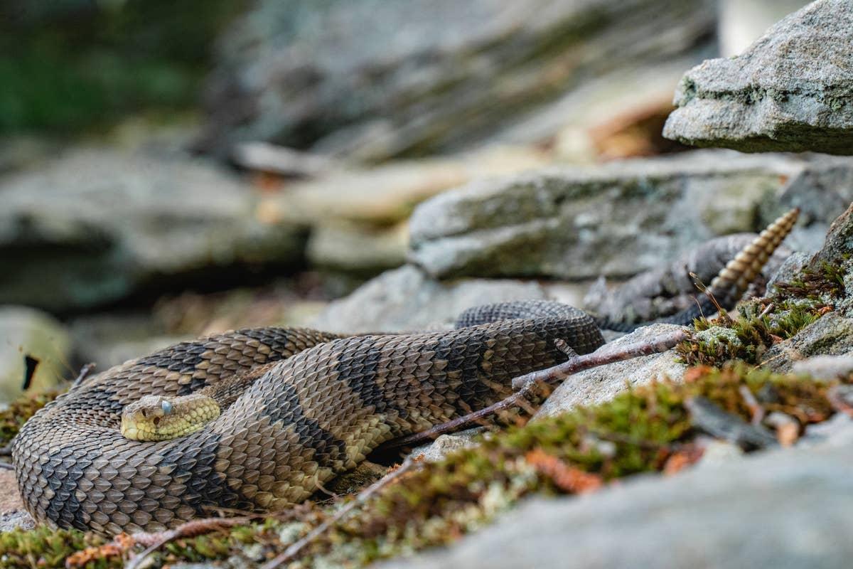  Rattlesnake sighting occur at Mark Twain Lake.