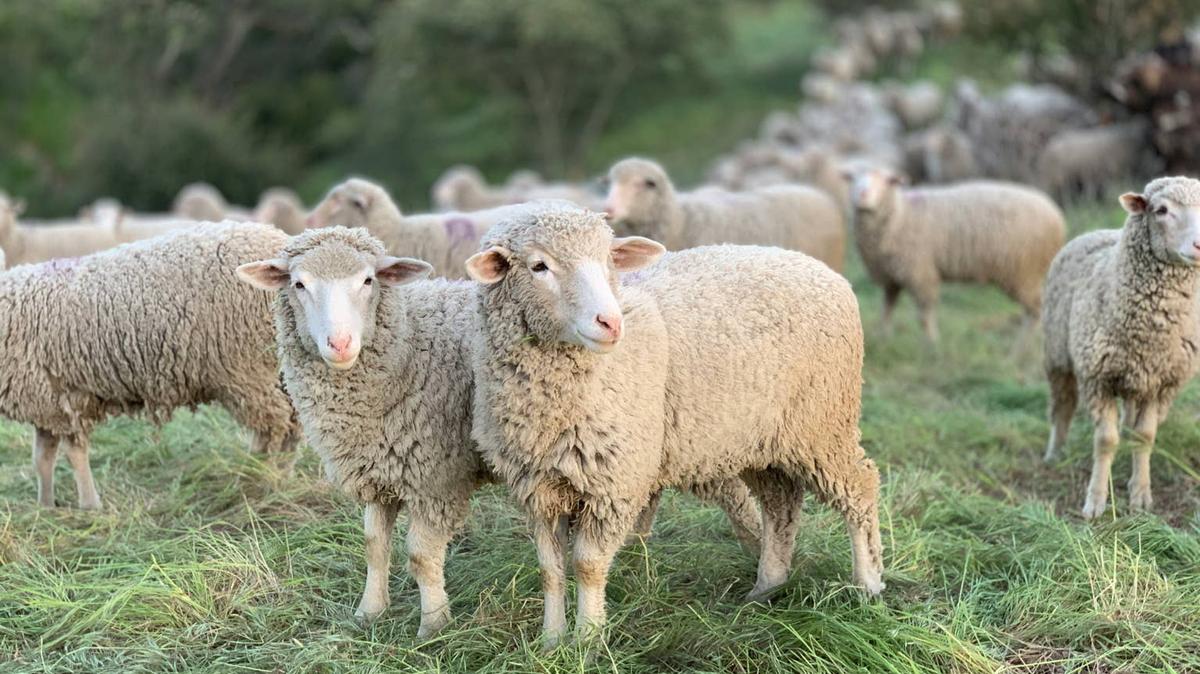 Sheep grazing.