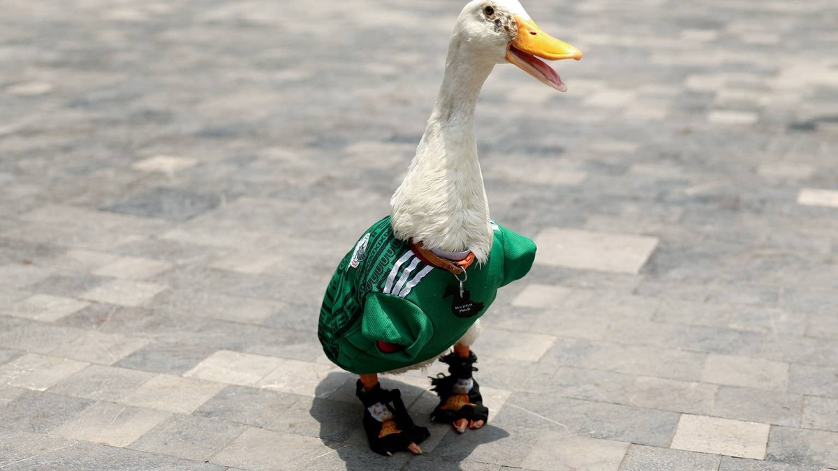 Merlin the Duck wearing a Mexico soccer jersey. 