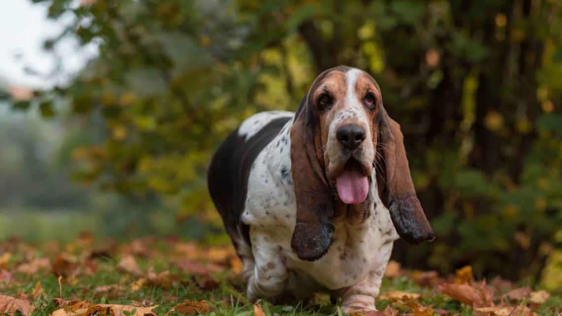 Basset Hound Puppy Wants To ‘File Charges' Against People Who Don't Stop To Pet Her 
