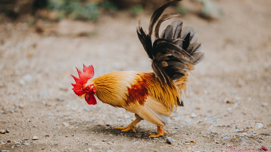Baby Rooster's Adorable Little Crow Is the Cutest Wake-up Call You'll Ever Hear 