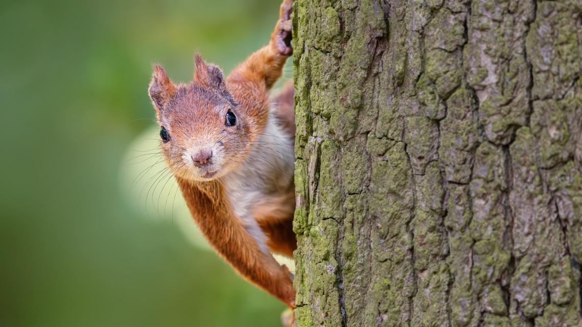 Video of Kind Man Sharing His Water With a Thirsty Squirrel Has the Internet Melting 