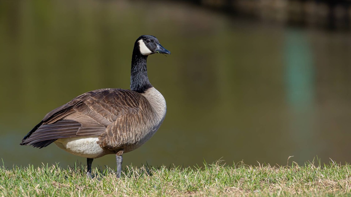 After Losing His Mate, This Canada Goose Finds an Unlikely New Family