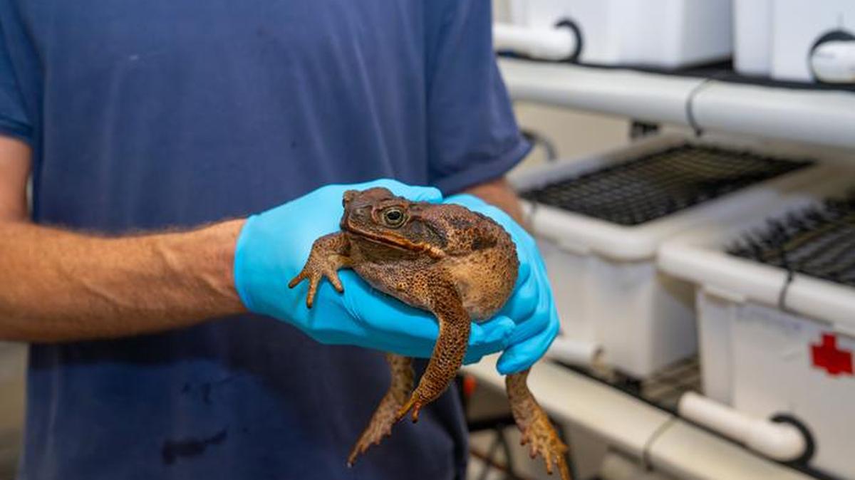 An invasive cane toad (Rhinella marina) is measured in Australia. (Chris Barlow / Macquarie University via SWNS). 