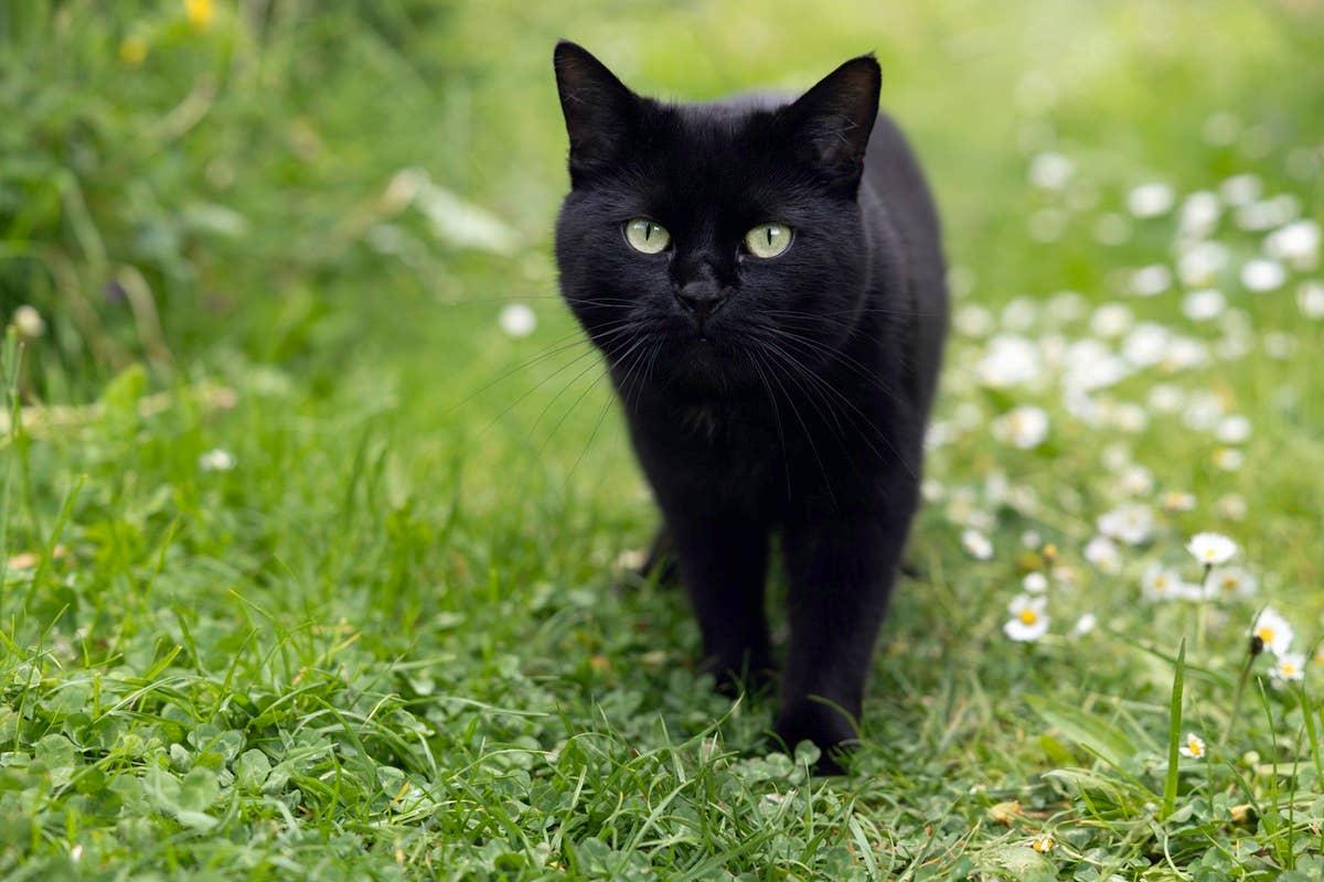  Humane methods are important when trying to keep cats out of your yard.