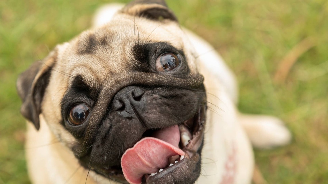 Pug's Hilarious Stance Makes Him Look 'Alien-Possessed,' and People Can't Stop Laughing 