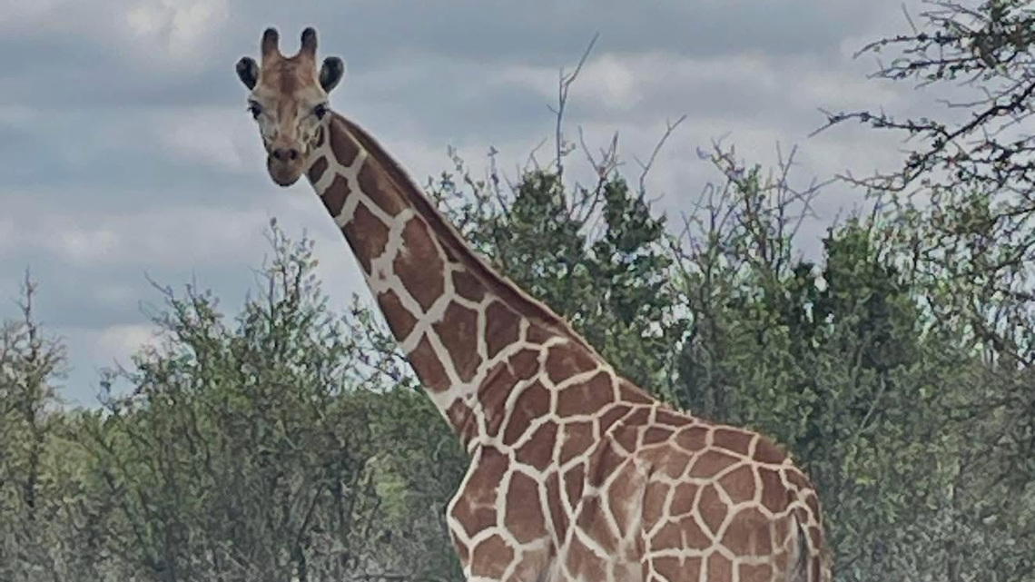 Gracie the missing giraffe is found in Texas after 2-week search 