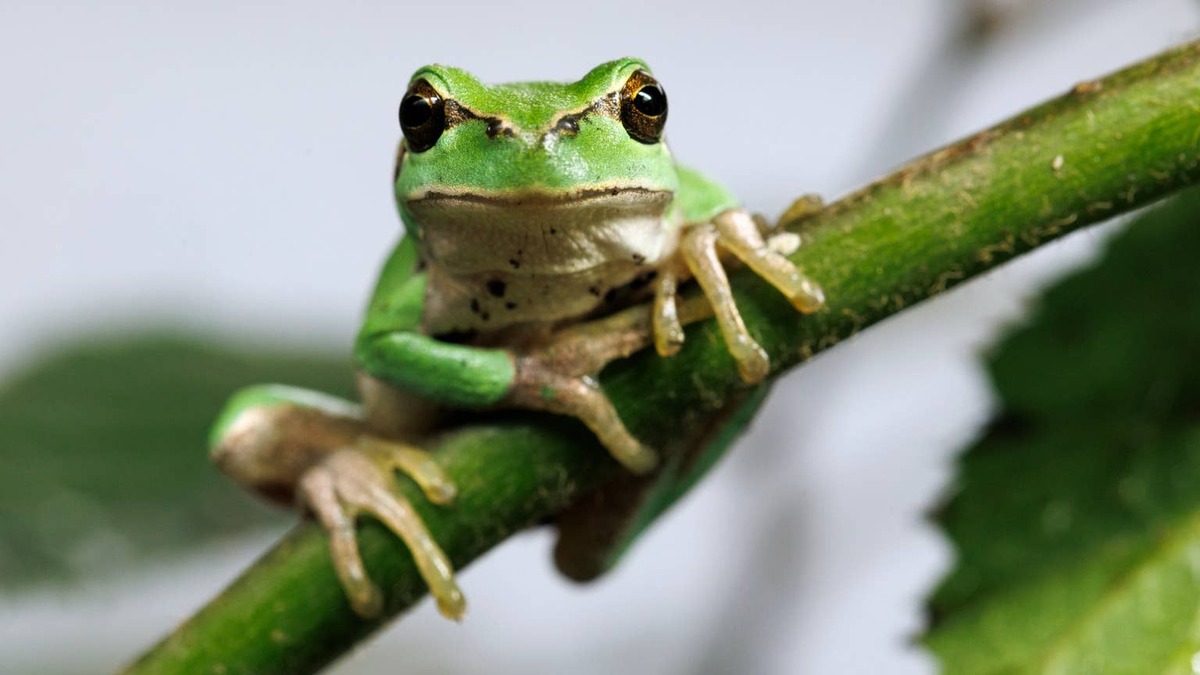 Cute European tree frog sitting on a branch. 