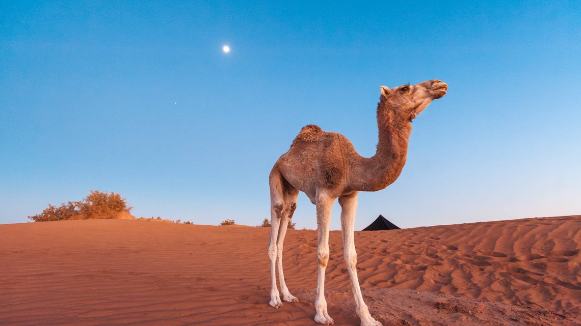 Man Sings to a Camel and Gets the Sweetest Surprise 'Gift' in Return