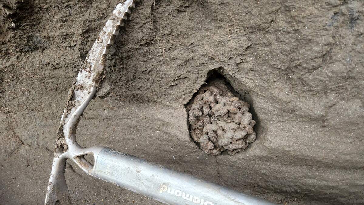A photo provided by Scott Cocker shows a cluster of ancient Arctic ground squirrelsÕ fecal pellets preserved in permafrost in Hunker Creek in the Canadian territory of Yukon. In a new study, fossilized droppings suggested that ancient ground squirrels ate the meat of much larger animals, including mammoths, bison and saber-toothed cats.