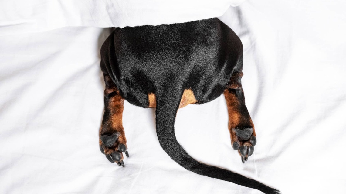 Dachshund's Rare Two-Toned Face Makes Him Look Like the Perfect Soft-Serve Swirl 