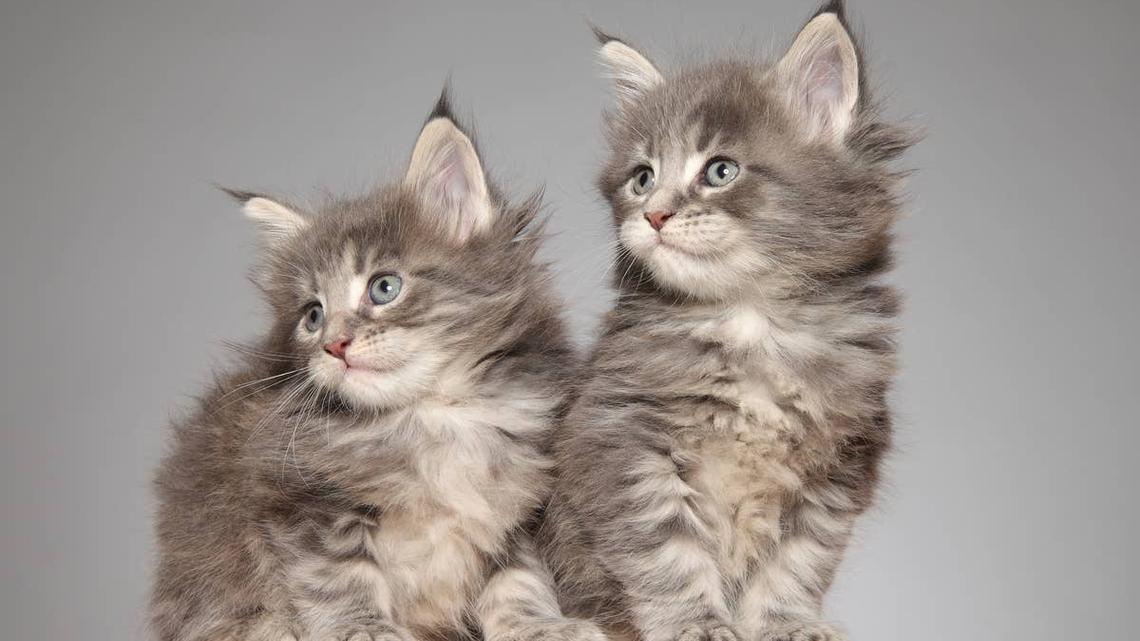 ‘Surrogate Mama' Cat Steps in to Care for 2 Kittens Rejected by Their Mother 