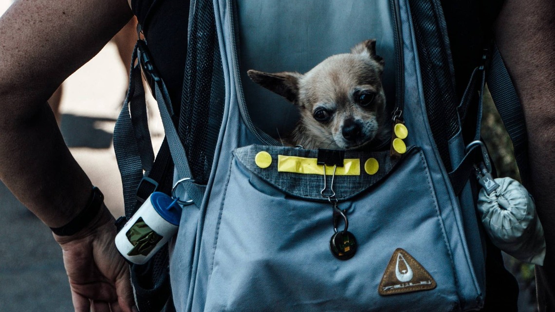 This Man Carries Shelter Dogs Around NYC in a Dog Backpack to Help Them Get Adopted 