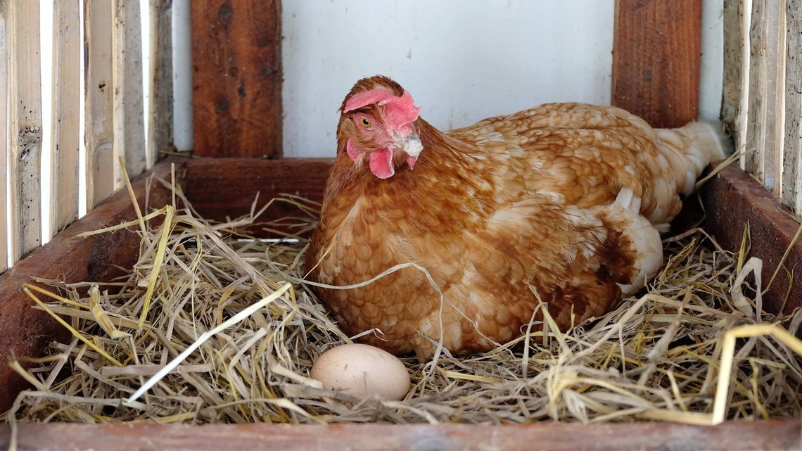 Why Did My Hens Stop Laying Eggs? The Most Common Reasons