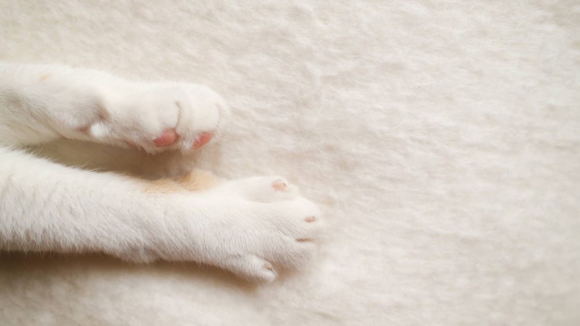 Maine Coon Kittens' Mix-and-Match Grey Coats Look Like a Perfect Snowstorm 