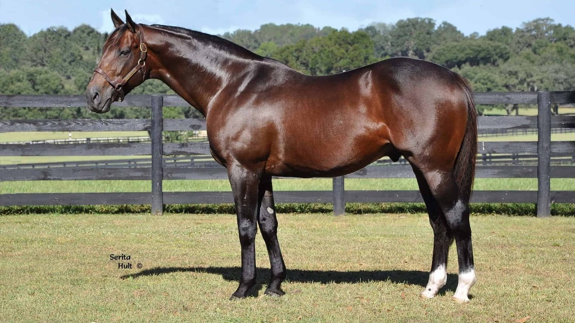 Grade 1 Winner, Leading Florida Sire First Dude Dies At 19 