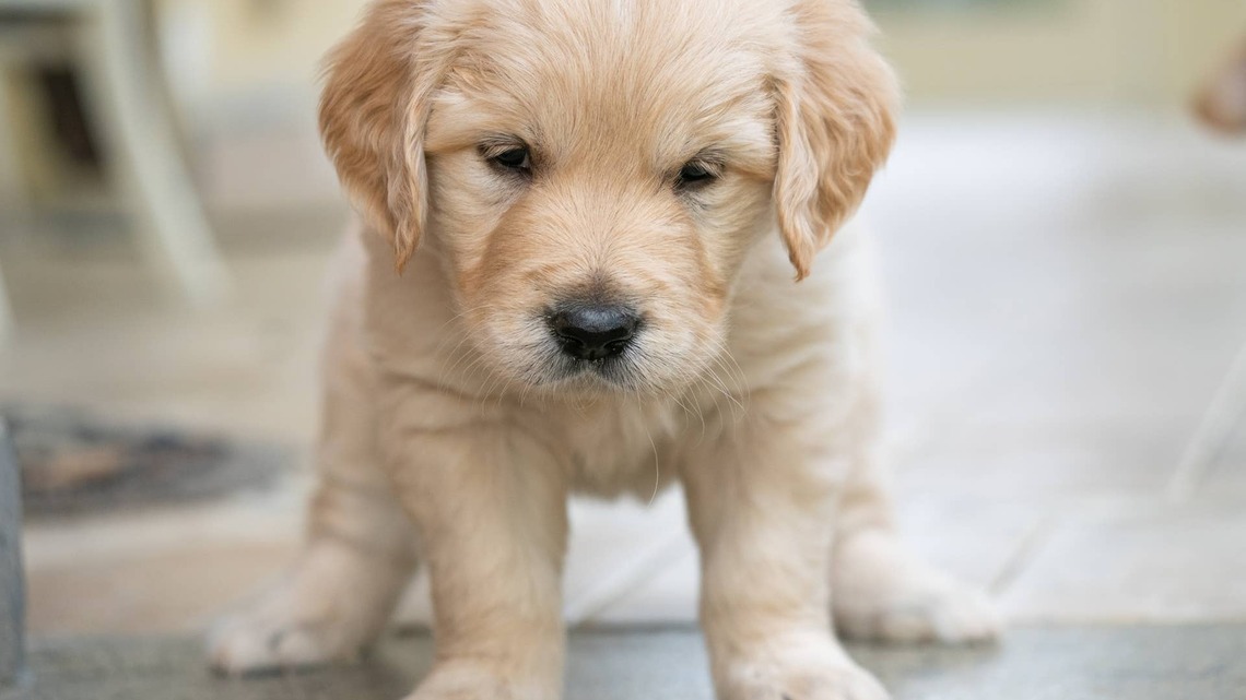 Golden Retriever Puppy's Glam Eyelashes Make Her Look Ready for the Runway