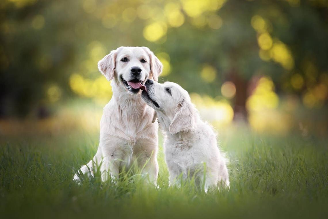  Golden Retrievers sitting together, known for being friendly with other dogs. 