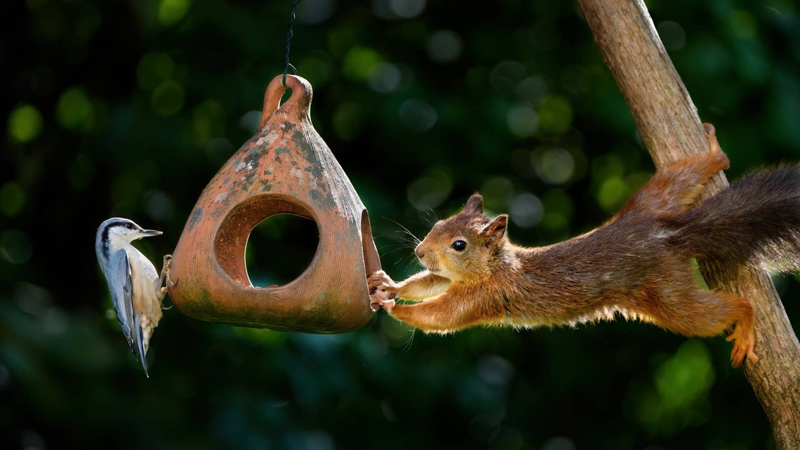 How To Build a Winter Bird-Feeding Station - Plus 5 Mistakes That Attract Pests