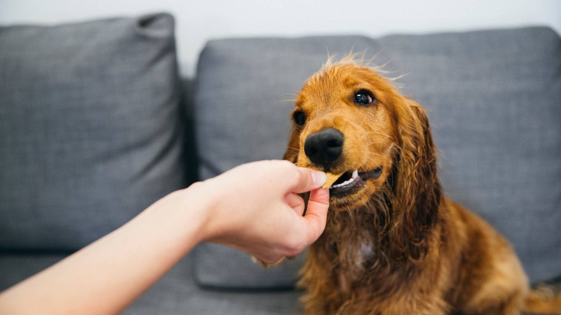 Confused Cocker Spaniel Can't Figure Out How To Eat a Strawberry, and It's Comedy Gold 