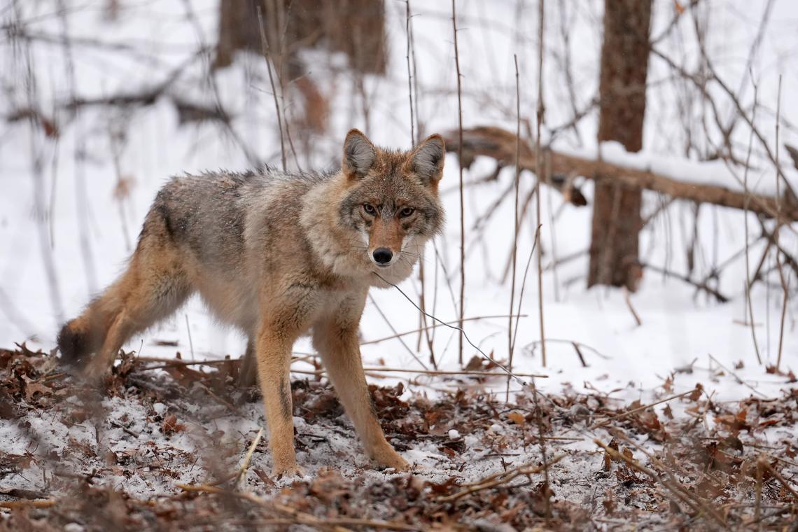 Anthony Soufflé/Minnesota Star Tribune/TNS