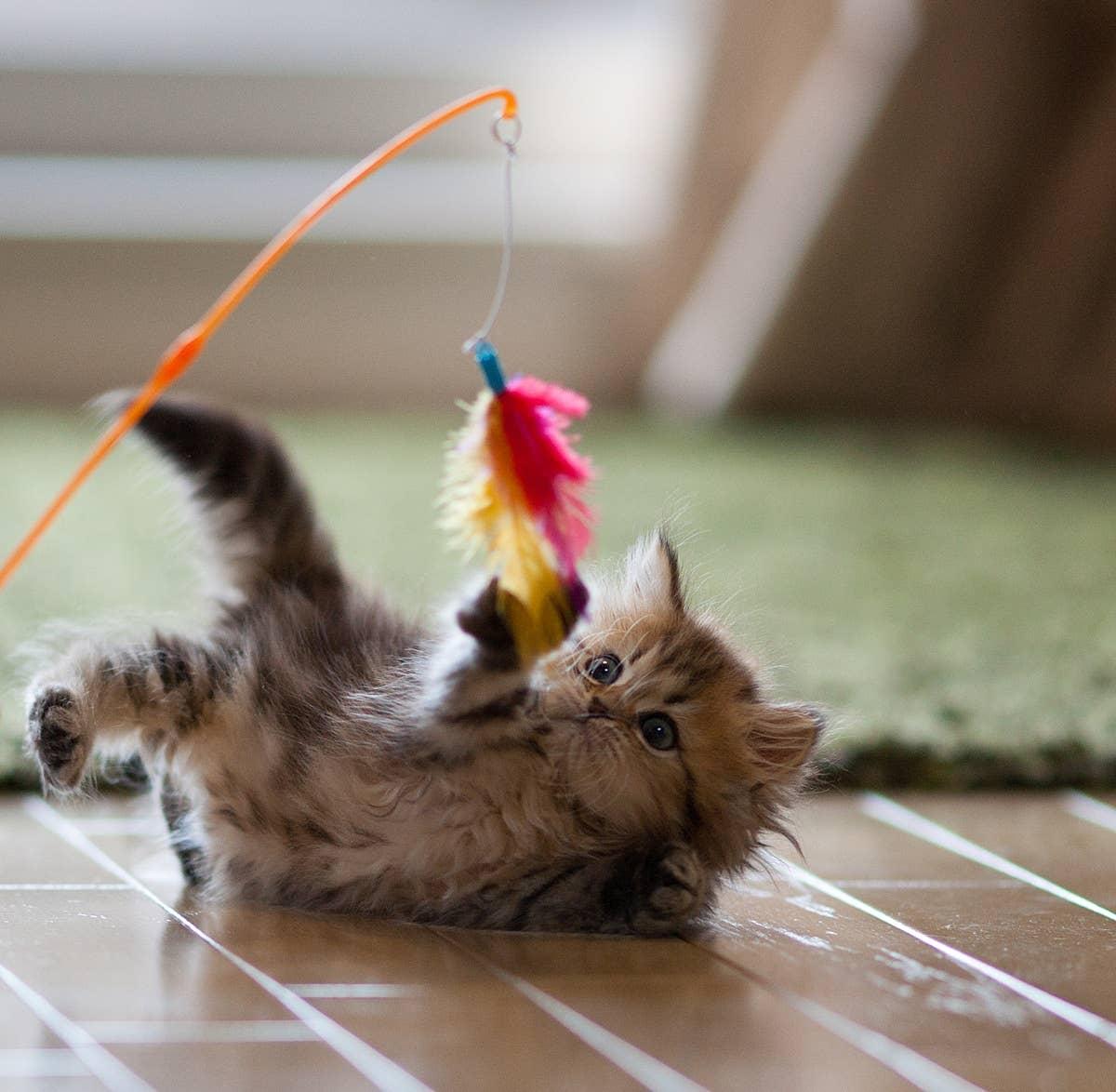  A funny kitten playing with a toy.