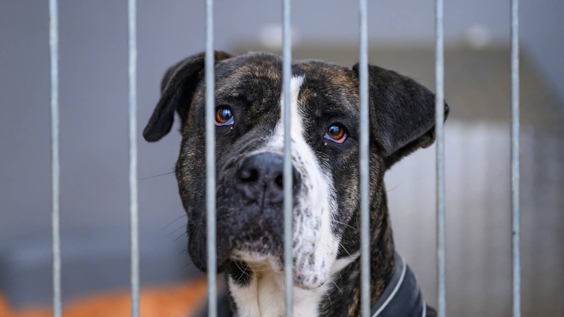 ‘World's Strongest' Shelter Dog Refuses to Give Up Hope Even After Being Returned 