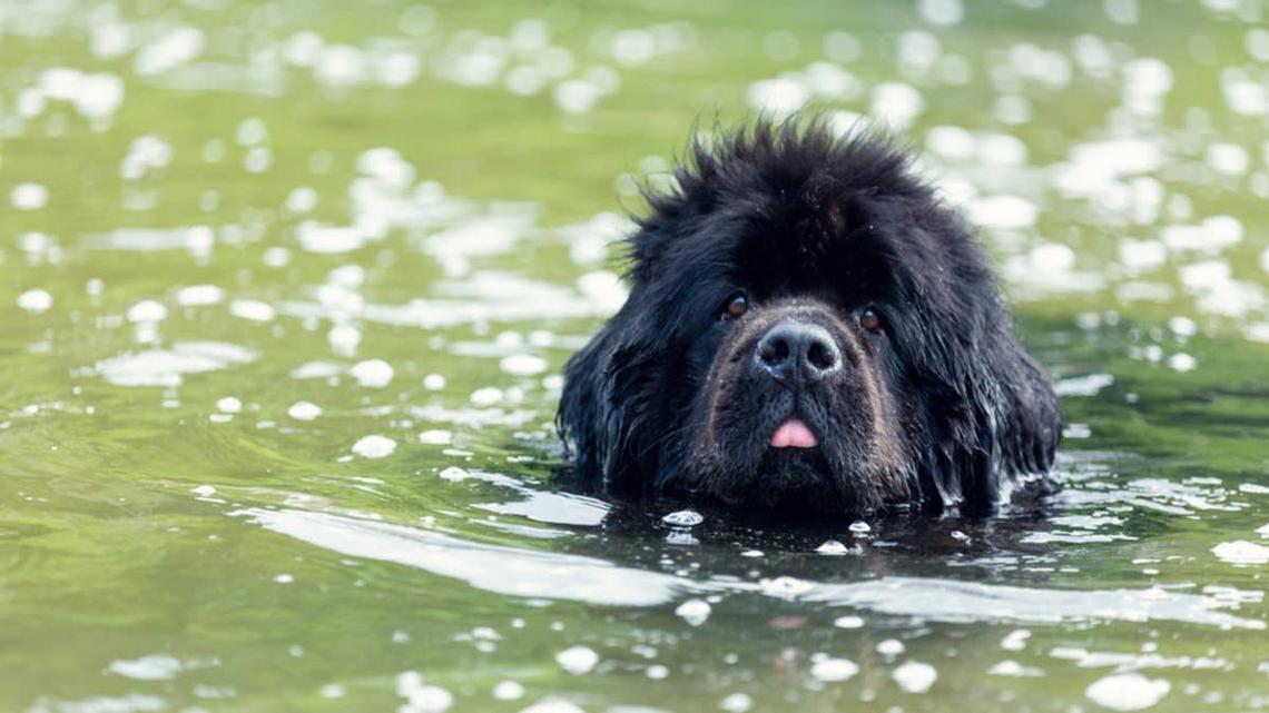 Newfoundland dog swimming. 