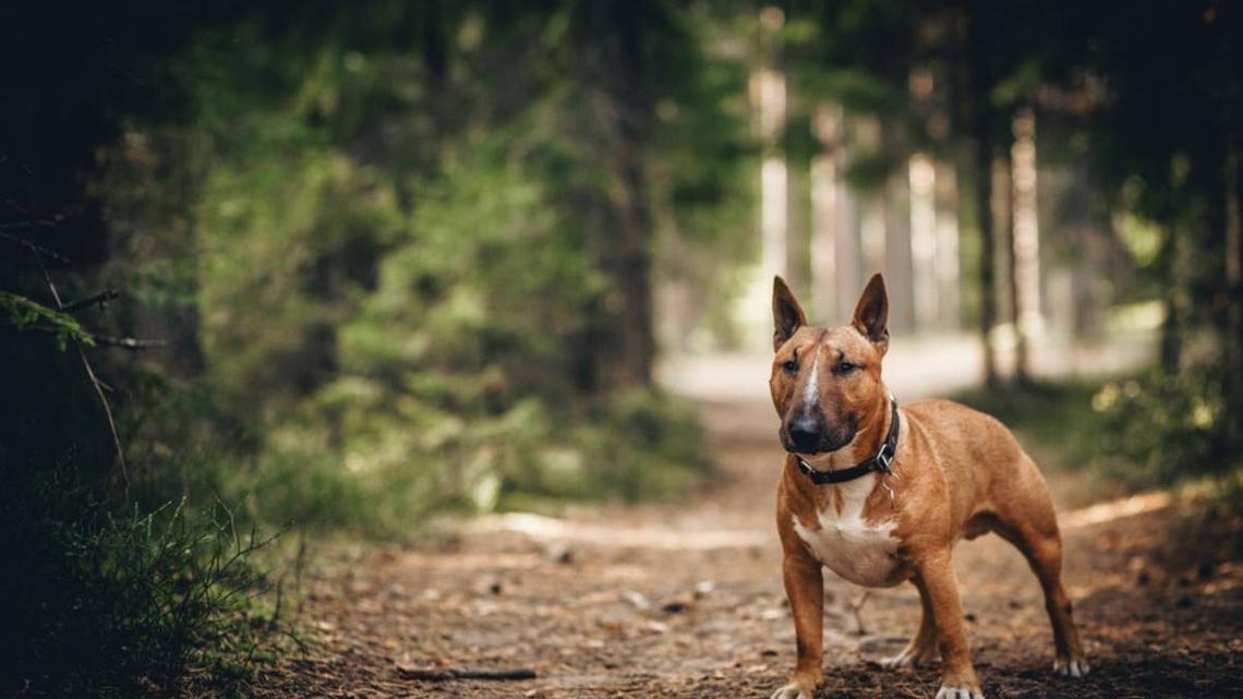 Brown and white bull terrier standing in the park. 
