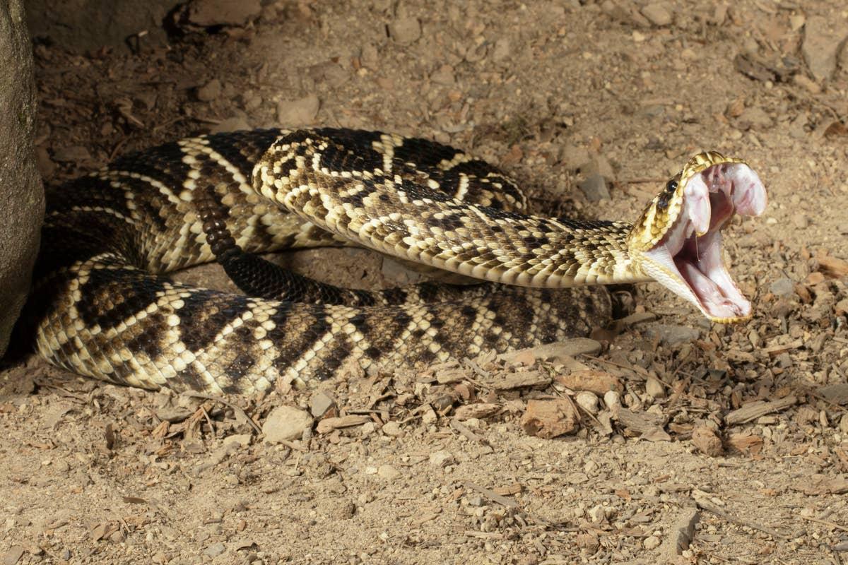  It's possible to be bitten by a rattlesnake in Ohio.
