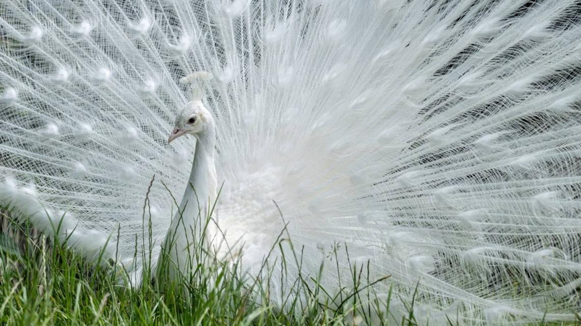 All white peacock with feathers fully opened. 