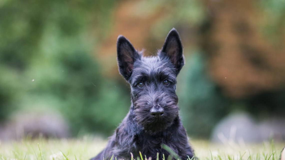 Black Scottish terrier puppy posing outside in the summer light. 