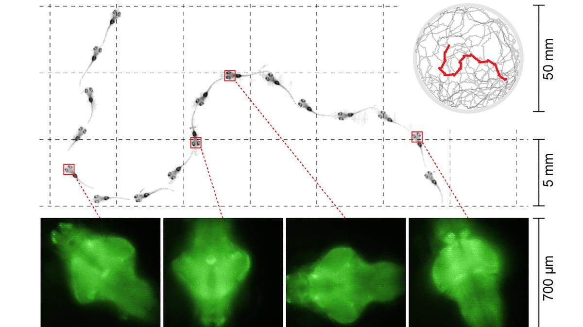 Scientists were able to observe swimming larval zebrafish and simultaneously record both whole body as well as eye movements. By tracking eye movements, researchers identified four different types of sleep, analogous to the complex sleep patterns of humans and other animals.
