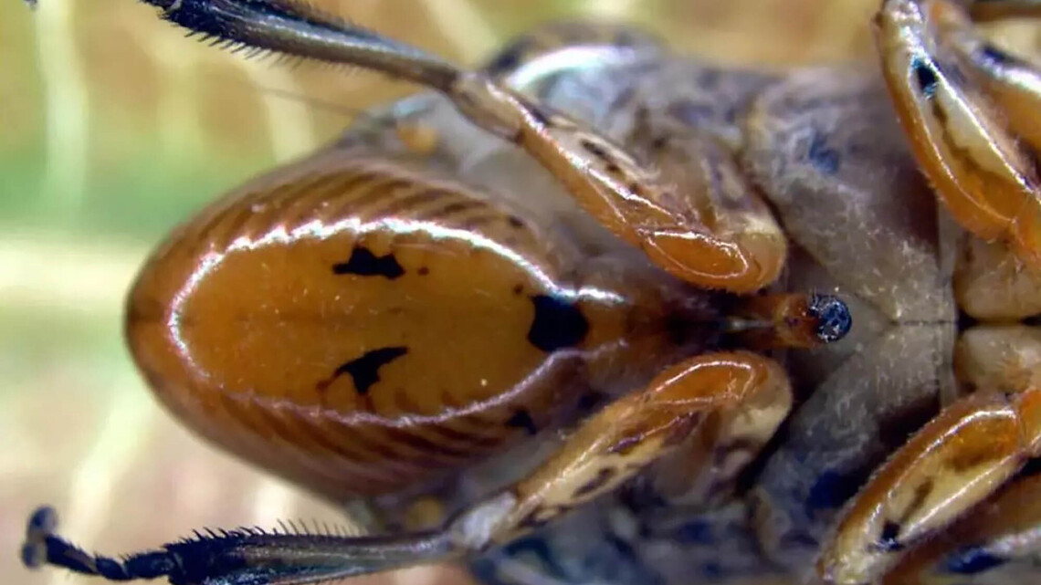 This creepy insect has been found on grapevines. What it could mean for California's wine industry 
