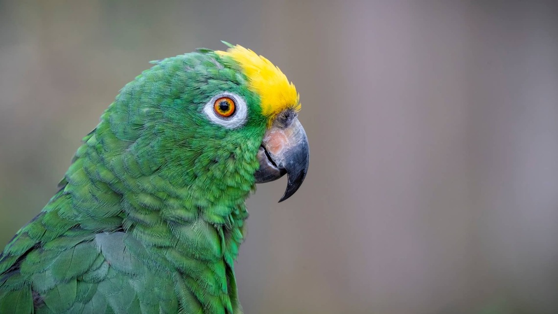 Amazon Parrot ‘Singing in the Rain' Is the Feathered Gene Kelly We Never Knew We Needed 