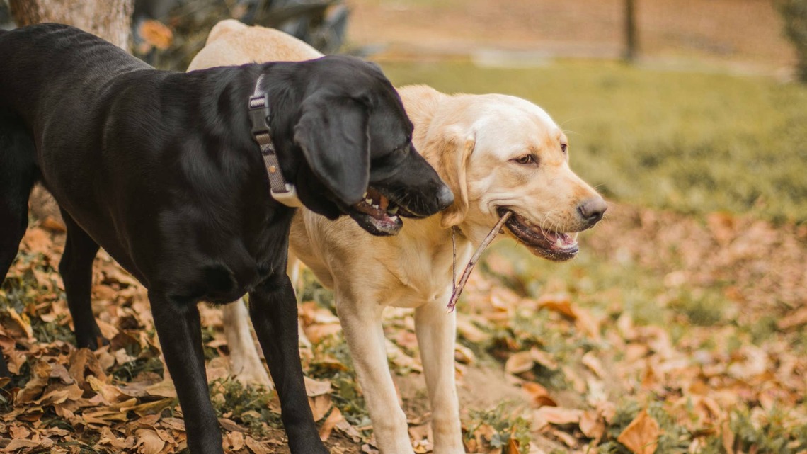 2 Shelter Dogs Become BFFs and 'Wait Together' for Someone to Choose Them 