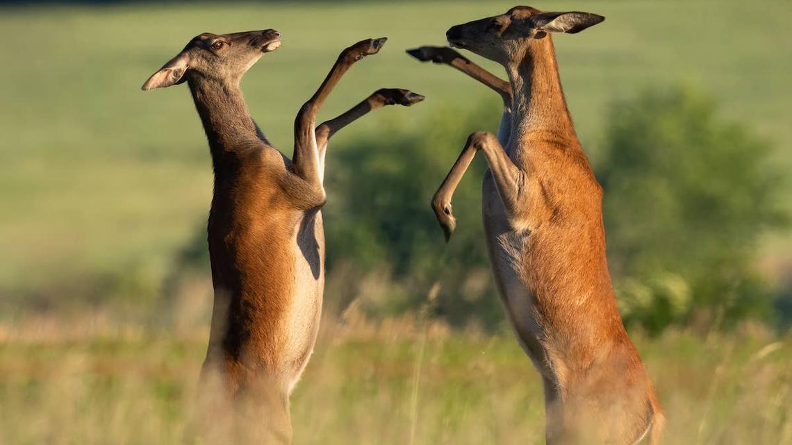 Two deer standing on back legs fighting. 